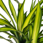 Dracaena Deremensis Rikki (Drachenbaum) – Ø 21 cm, 90–110 cm hoch
