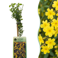 Jasminum nudiflorum (jasmin d'hiver) – jaune – Ø9 cm, 35 cm de haut