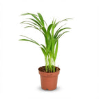 Areca Dypsis Lutescens (goudpalm) – Ø12 cm, 40 cm hoog