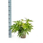 Fatsia Japonica Spider's Web (Fingermonster) – Ø19 cm, 40–50 cm hoch