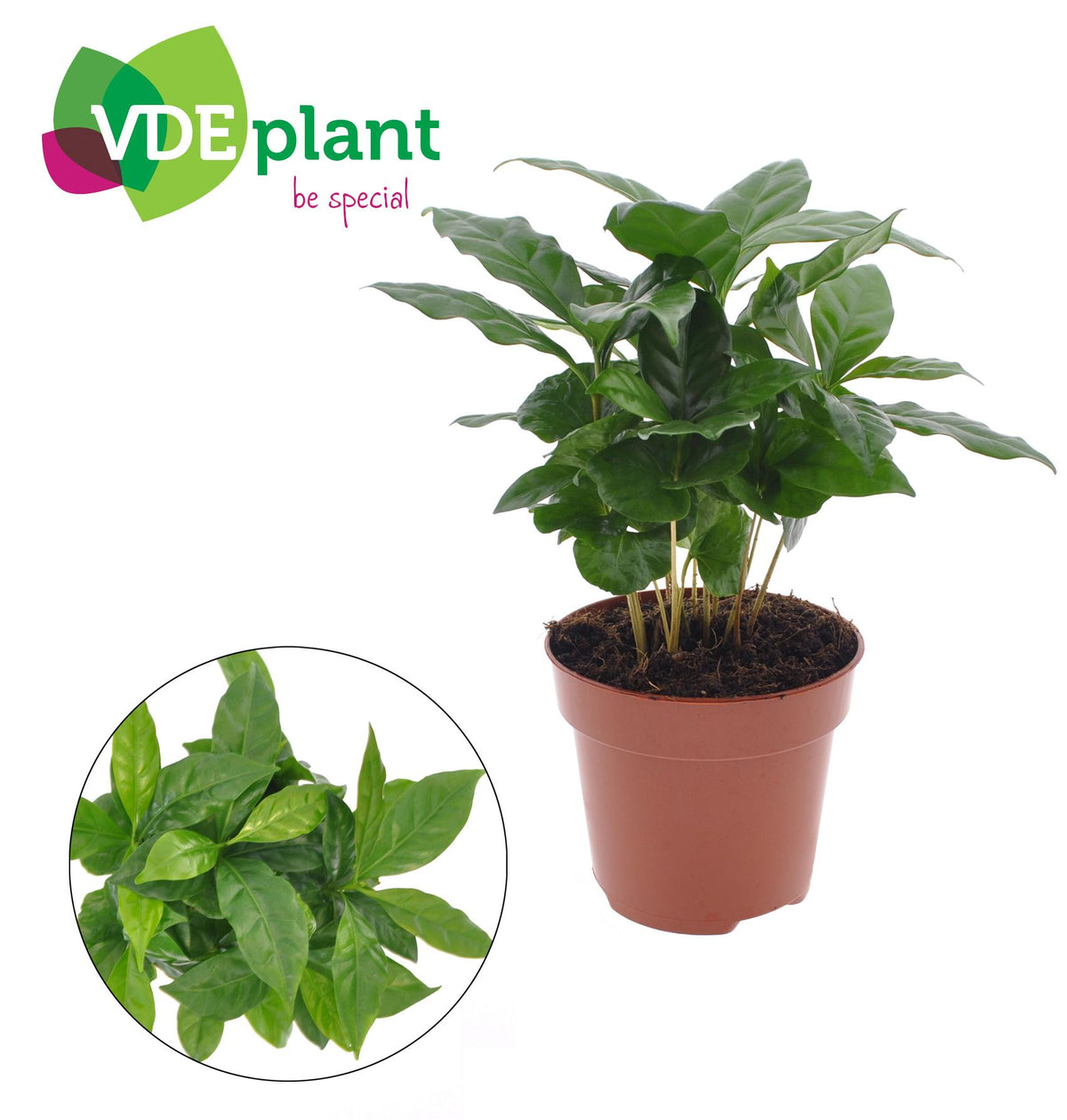 Coffea arabica (cafier) – Ø12 cm, 30 cm de haut