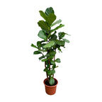Ficus lyrata vertakt XXL (vioolbladplant) – Ø45 cm, 200 cm hoog