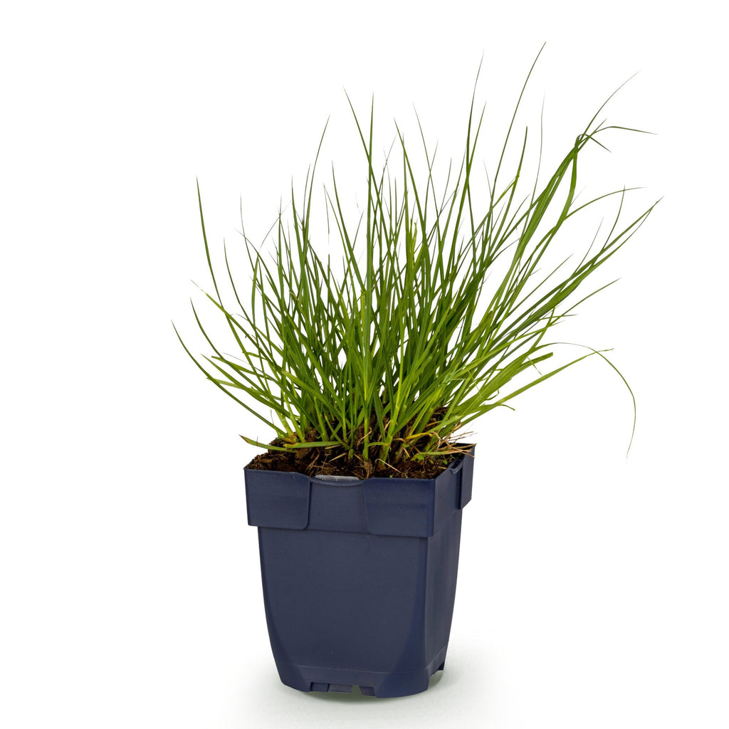 Panicum virg. 'Northwind' (Chinaschilf) – Ø11 cm, 15–25 cm hoch – Bild 2