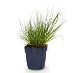 Panicum virg. 'Northwind' (Chinaschilf) – Ø11 cm, 15–25 cm hoch
