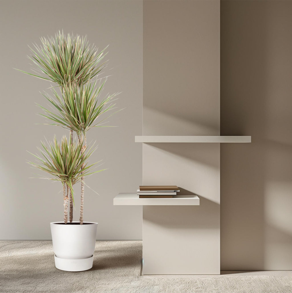 Dracaena Bicolor (dragebreg) – Ø24 cm, 150 cm høj