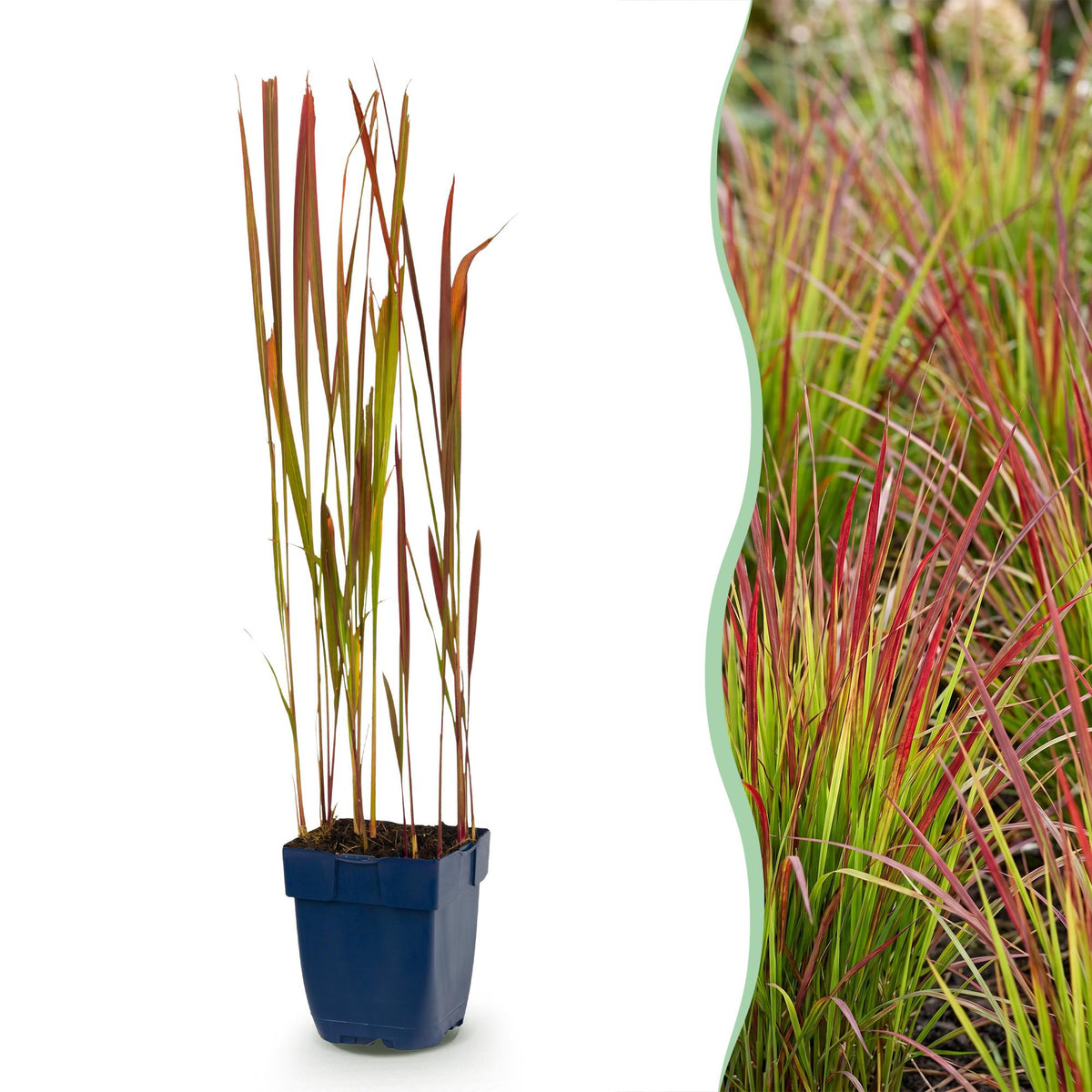 Imperata cylindrica 'Red Baron' (herbe sanglante du Japon) – rouge – 6 plants, Ø11 cm, 15–25 cm de haut