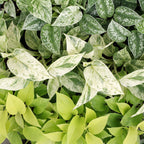 3× Epipremnum Tricolour (scindapsus) – Ø6 cm, 20–25 cm høj
