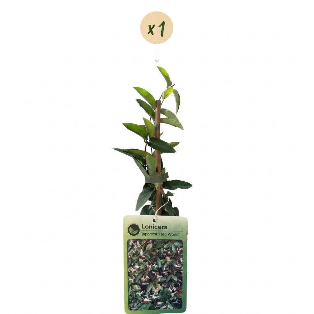 Lonicera japonica 'Red World' (Japanese honeysuckle) – red-pink – Ø9 cm, 35 cm high – photo 2