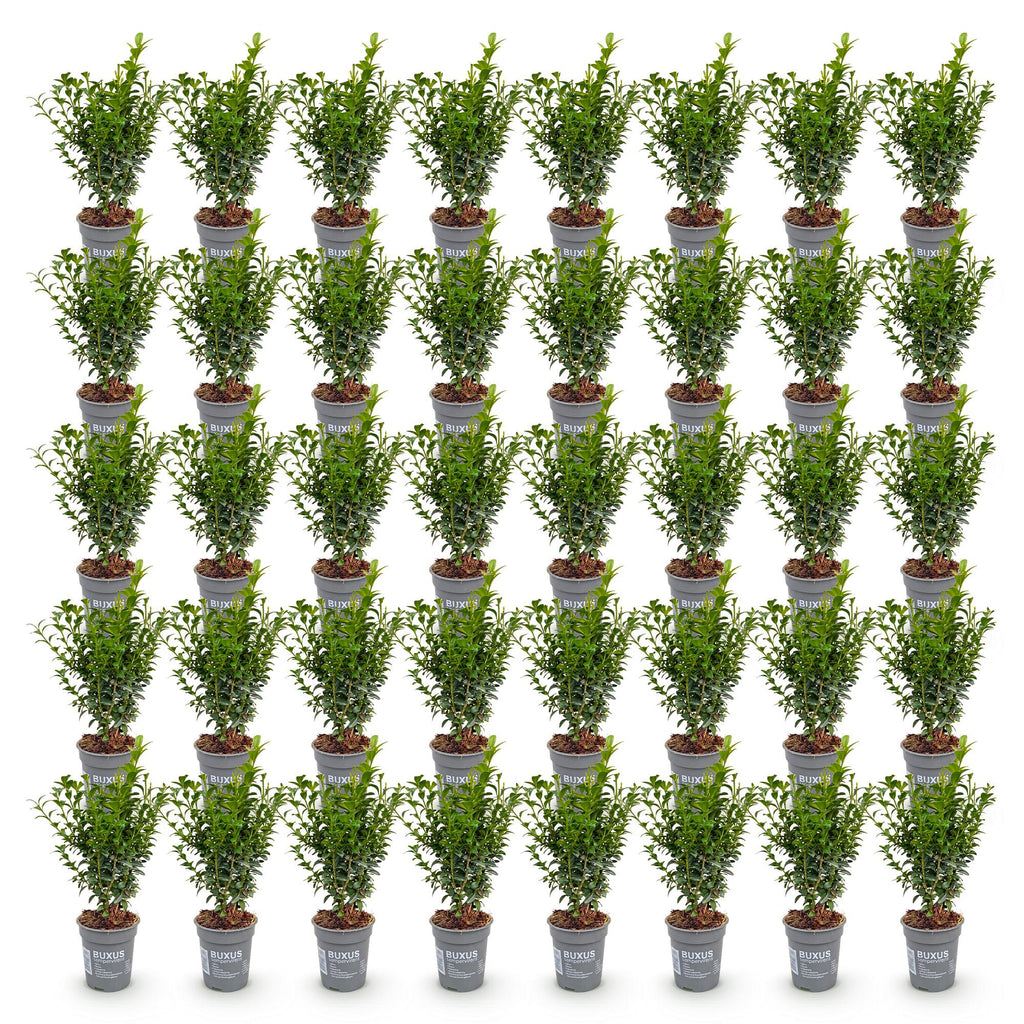 Buxus sempervirens (buis) – 40 plants, Ø9 cm, 20–25 cm de haut – photo 2