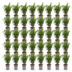Buxus sempervirens (buis) – 40 plants, Ø9 cm, 20–25 cm de haut