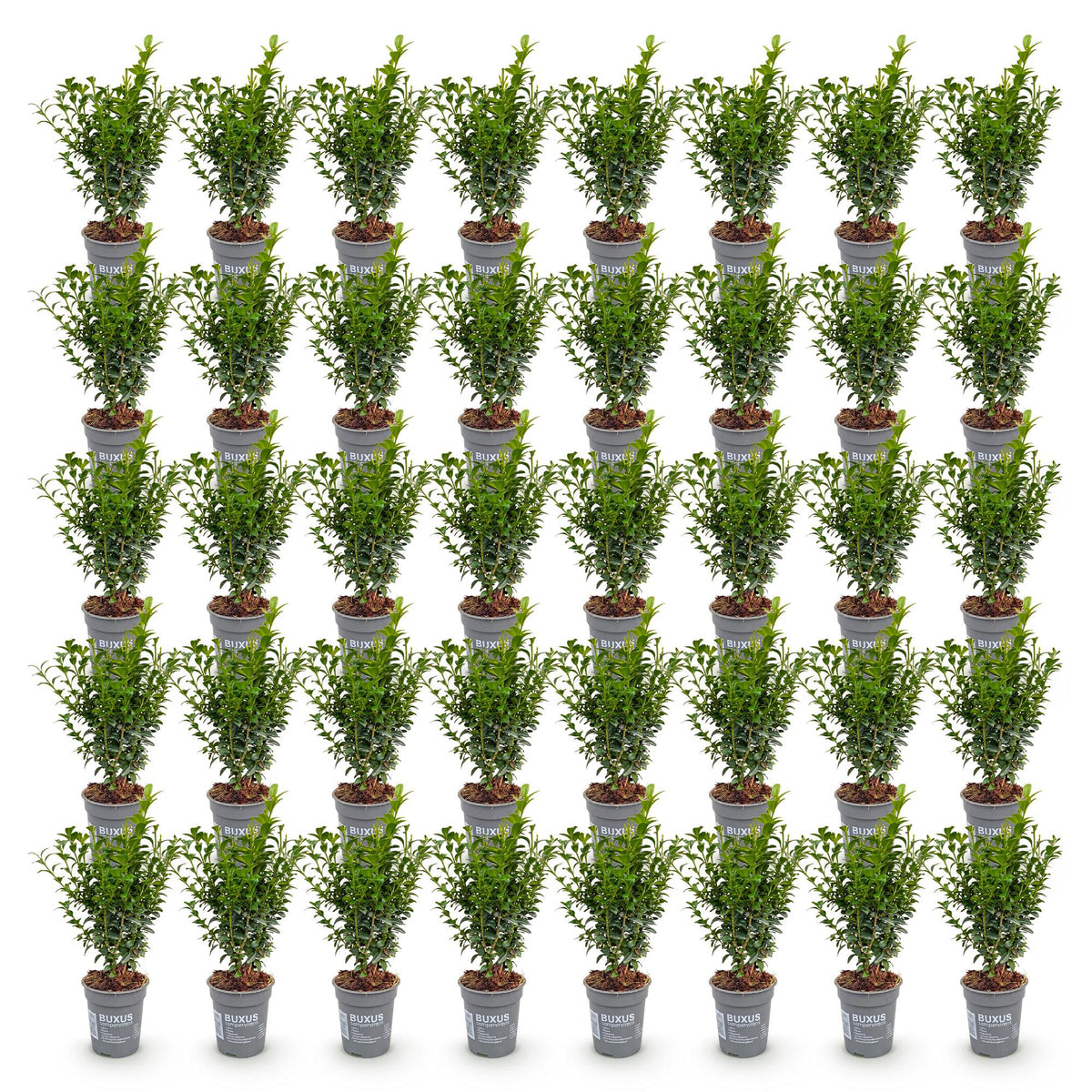 Buxus sempervirens (Buchsbaum) – 40 Pflanzen, Ø 9 cm, 20–25 cm hoch