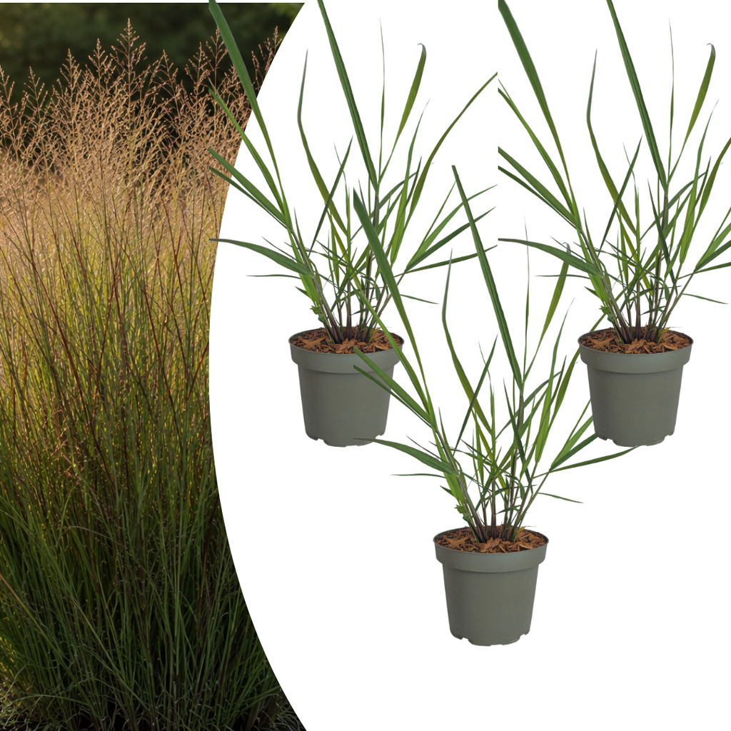 Panicum virgatum 'Rotstrahlbusch' (graminée aux couleurs automnales chaudes) – 3 plants, Ø12 cm