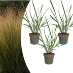 Panicum virgatum 'Rotstrahlbusch' (graminée aux couleurs automnales chaudes) – 3 plants, Ø12 cm