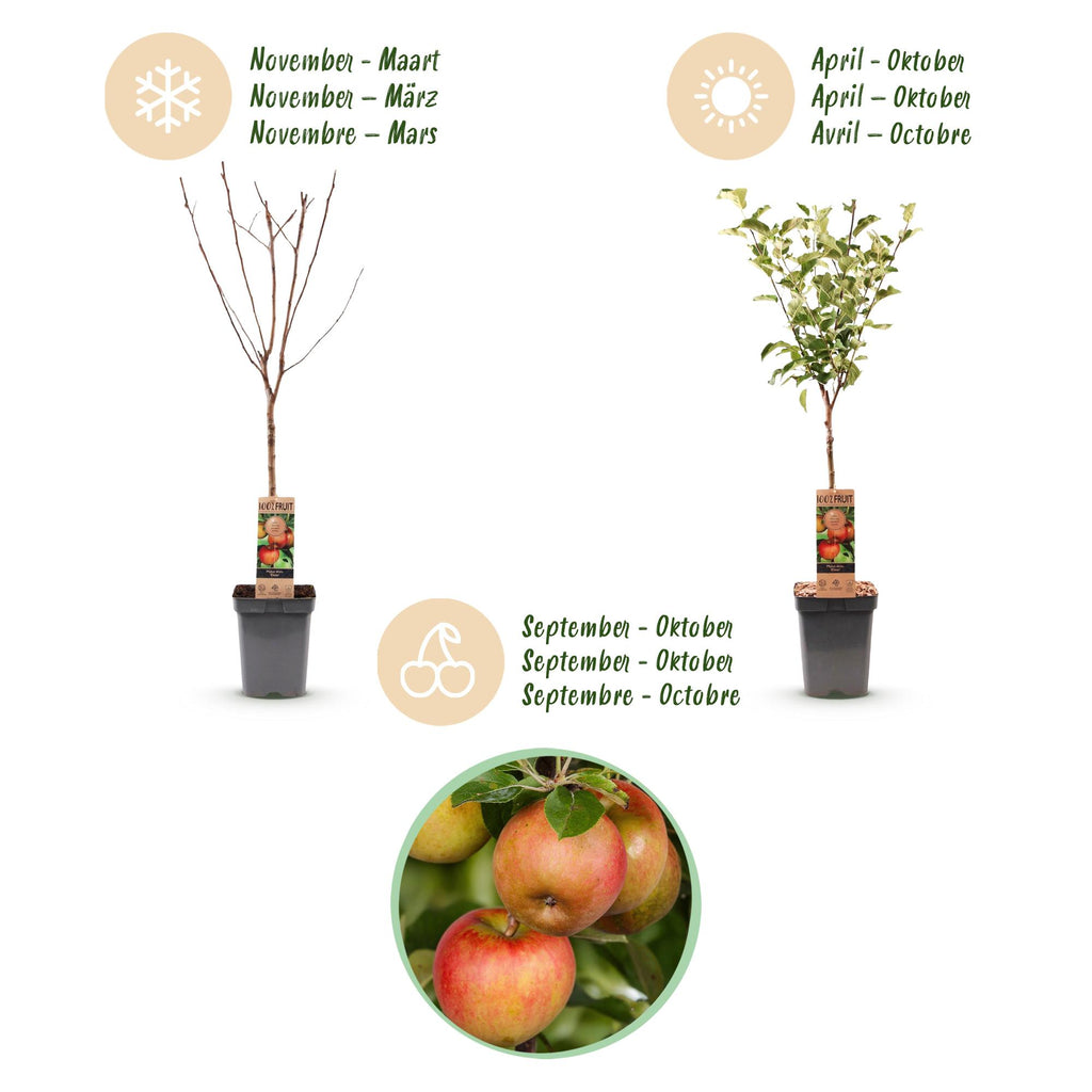 Malus domestica 'Elstar' (appelboom) – Ø21 cm, 90 cm hoog – foto 4