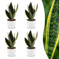 4× Sansevieria Future Superb (Bogenhanf) im weißen Übertopf von Potter – Ø 12 cm, 35 cm hoch
