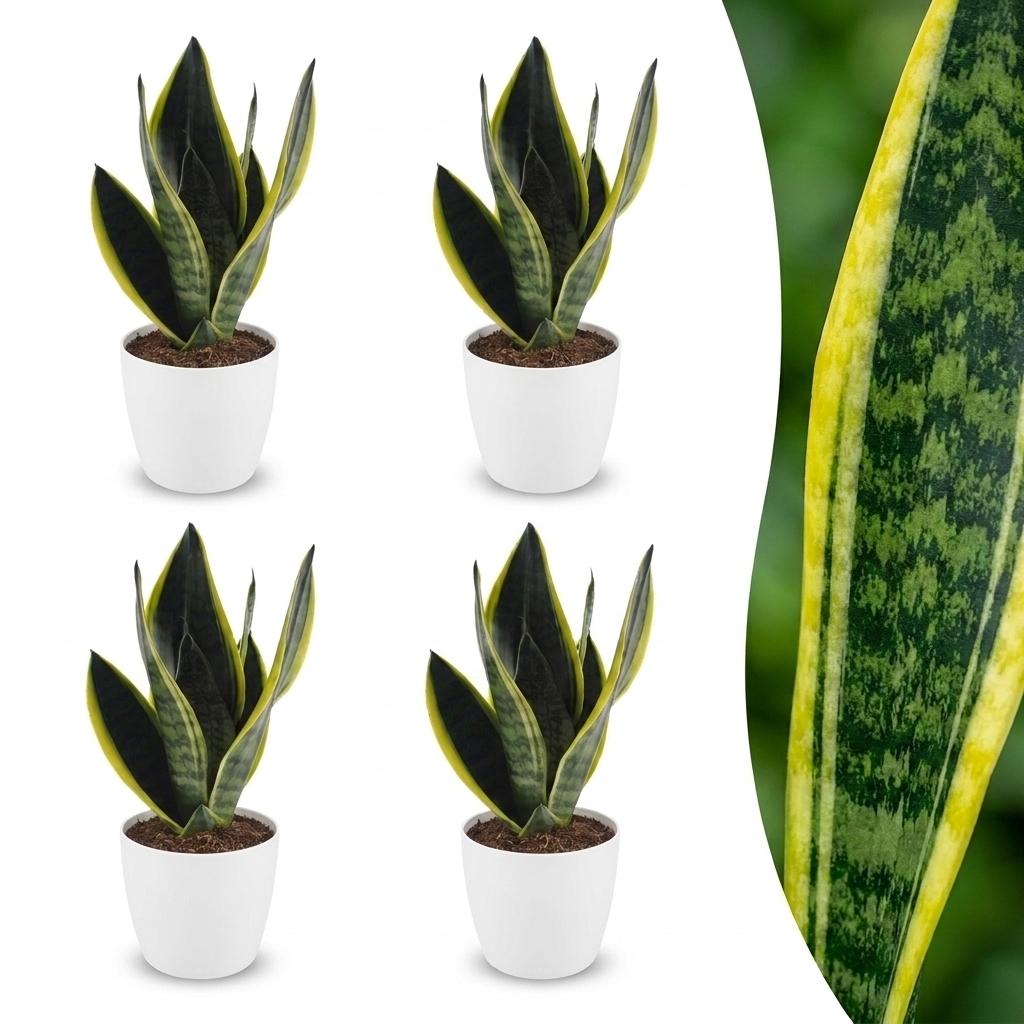 4× Sansevieria Future Superb (Bogenhanf) im weißen Übertopf von Potter – Ø 12 cm, 35 cm hoch