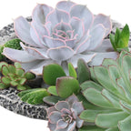 ROOTLESS Echeveria mini mix-kasse – Ø19 cm, 5 cm høj