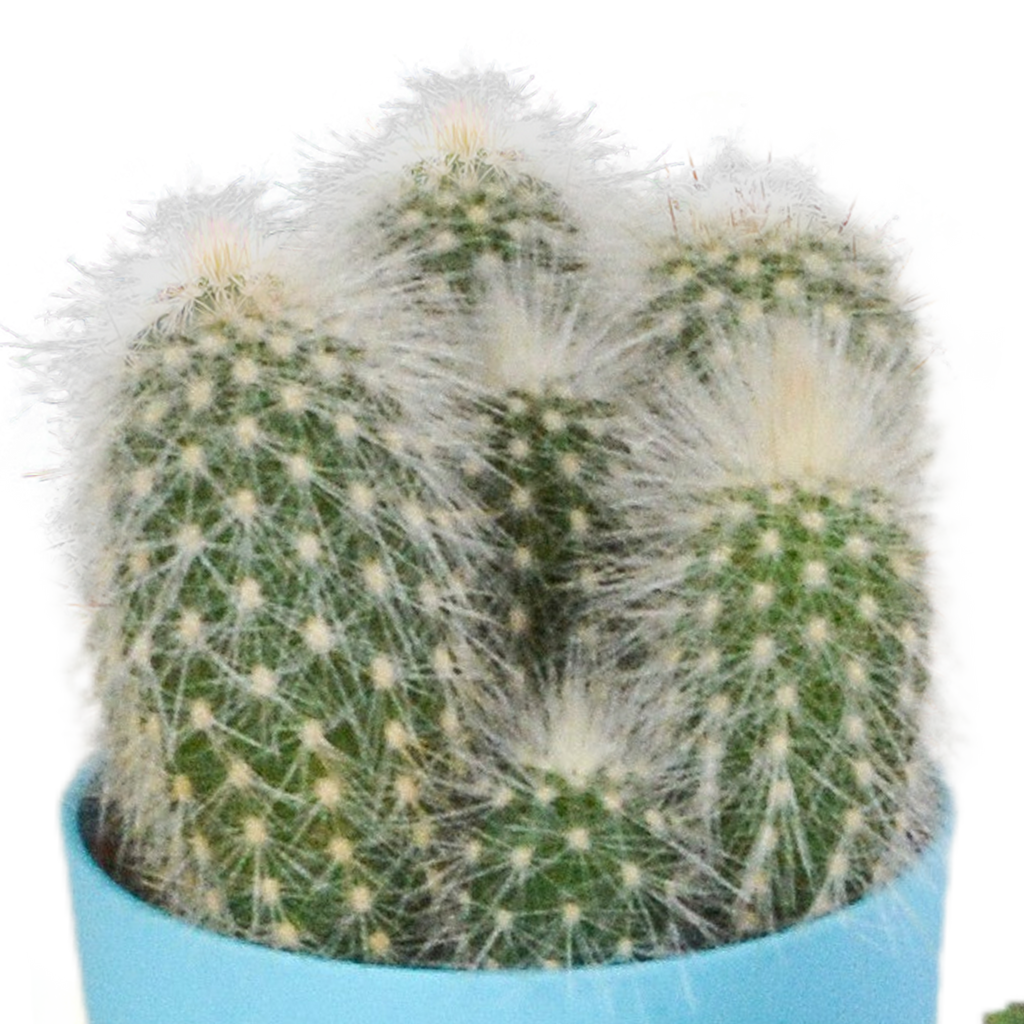 Mélange de cactus (Cactaceae) – Ø 6 cm, 16 cm de haut – photo 15