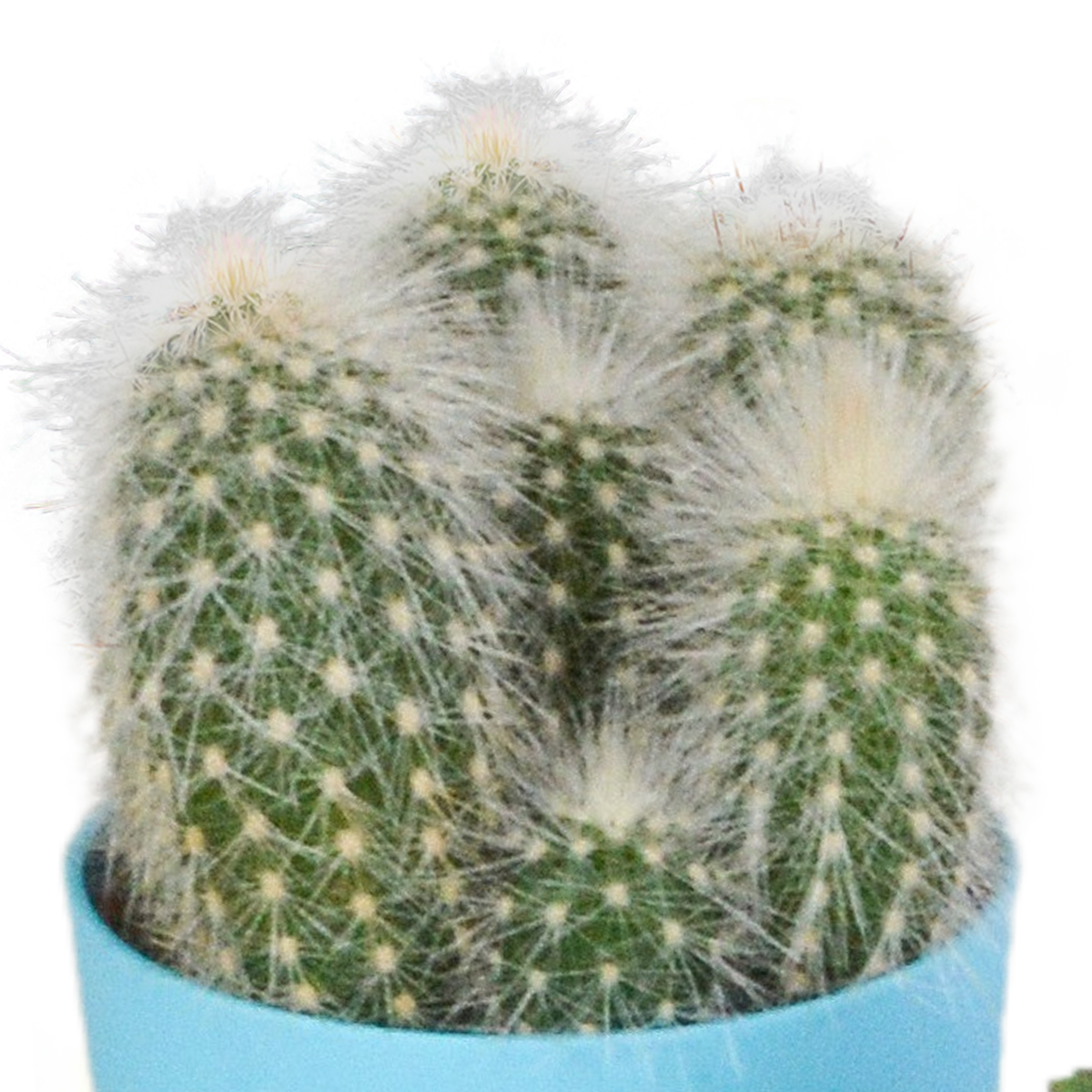 Mélange de cactus (Cactaceae) – Ø 6 cm, 16 cm de haut – photo 15