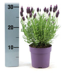 Lavandula stoechas 'Anouk' (lavender) – 6 plants, Ø12 cm, 25 cm high – French lavender