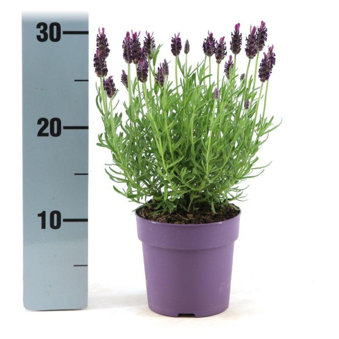 Lavandula stoechas 'Anouk' (lavender) – 6 plants, Ø12 cm, 25 cm high – French lavender – photo 2