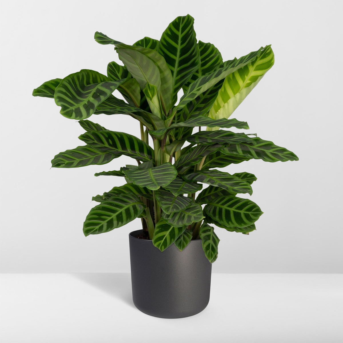 Calathea zebrina – Ø19 cm, 75 cm de haut