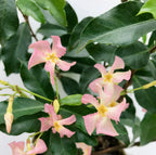 Trachelospermum 'Star Of Ibiza' (Toskanischer Jasmin) – Ø15 cm, 65 cm hoch