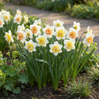 Narcisse 'Macaron Bloss' – 80 bulbes (taille 12/14)