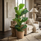 Ficus lyrata (Geigenfeige) mit Korb – Ø 21 cm, 80 cm hoch