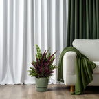Calathea Lancifolia – Ø27 cm, 70 cm hoog