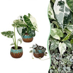 3× Baby Variegata Mix Plants incl. Copper Reef – Ø6 cm, 10–15 cm tall