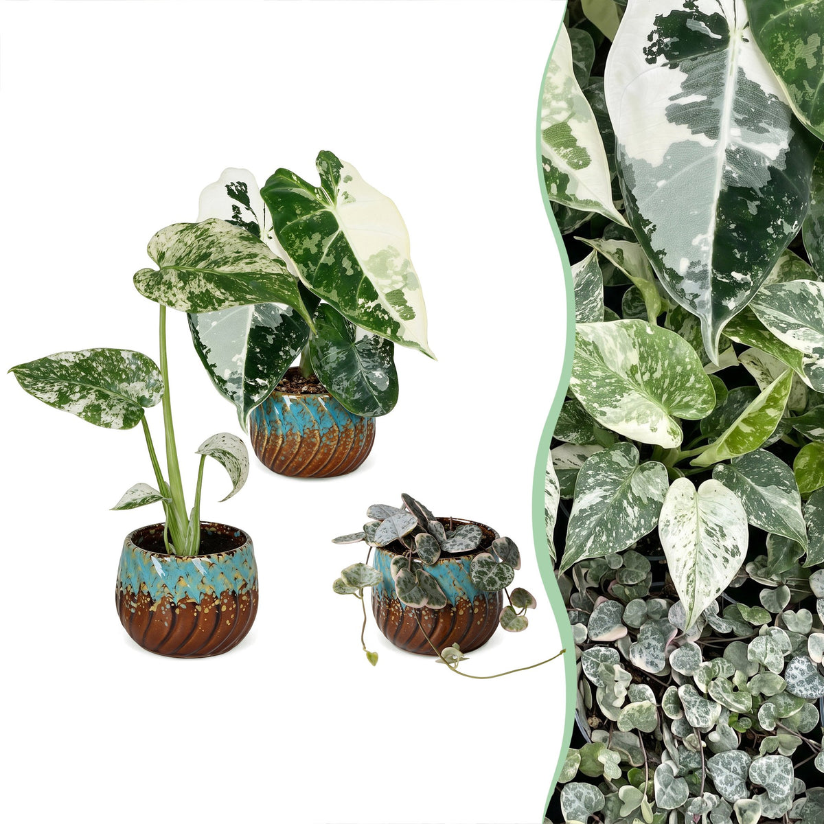 3× jeunes plantes Variegata Mix incl. Copper Reef – Ø6 cm, 10–15 cm de haut