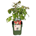 Himbeere (Rubus idaeus) biologisch – 3 Pflanzen, Ø13 cm, 20 cm hoch