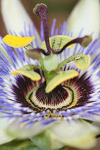 Passiflora 'Caerulea' (passion flower) – Ø15 cm, 65 cm high