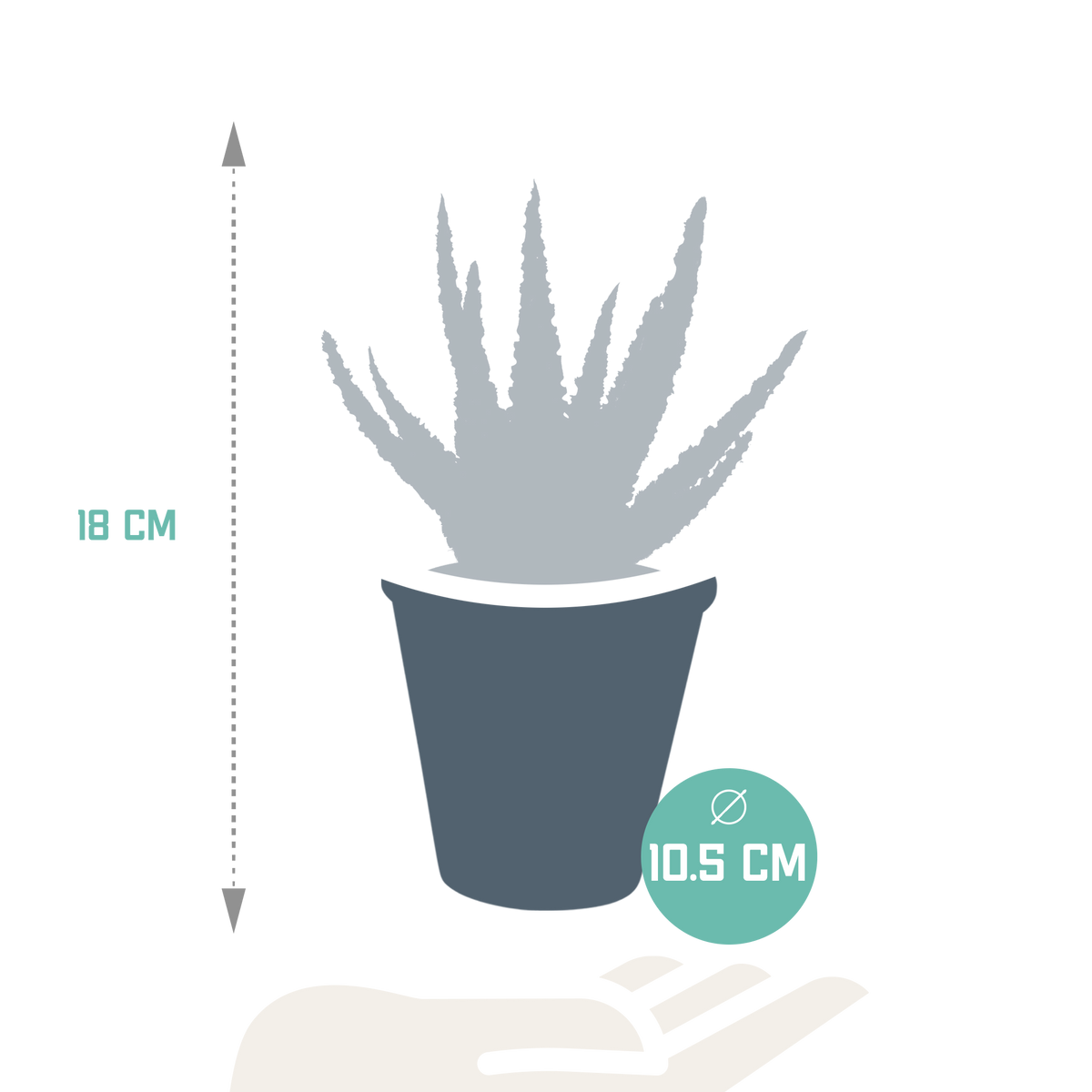 Aloe zebrina Dannyz (Aloe) im Terrakottatopf – Ø 11 cm, 23 cm hoch