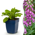 Digitalis purp. 'Dalmatian Purple' (Fingerhut) – lila – Ø11 cm, 15–25 cm hoch