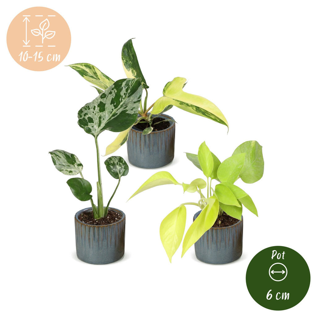 3× Baby Plants Tropical Mix incl. Linnea Misty Blue – Ø6 cm, 10–15 cm tall – photo 5