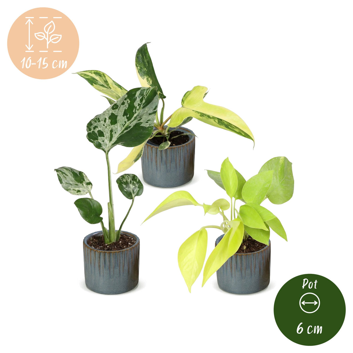 3× Baby-Zimmerpflanzen Tropical Mix inkl. Linnea Misty Blue – Ø6 cm, 10–15 cm hoch – Bild 5