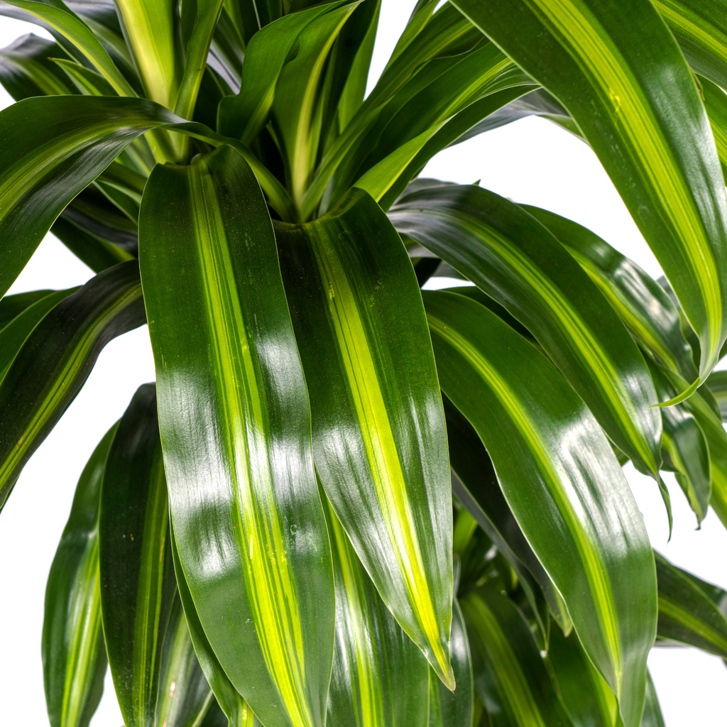 Dracaena Deremensis Hawaiian Sunshine (drakenboom) – Ø21 cm, 90–110 cm hoog