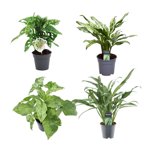 4× Monstera obliqua 'Monkey Leaf' (Fensterblatt) – Ø 12 cm, 25 cm hoch