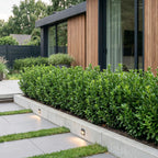 Euonymus japonica 'Green Spire' (Japanese spirea) – 40 plants, Ø9 cm, 20–25 cm high