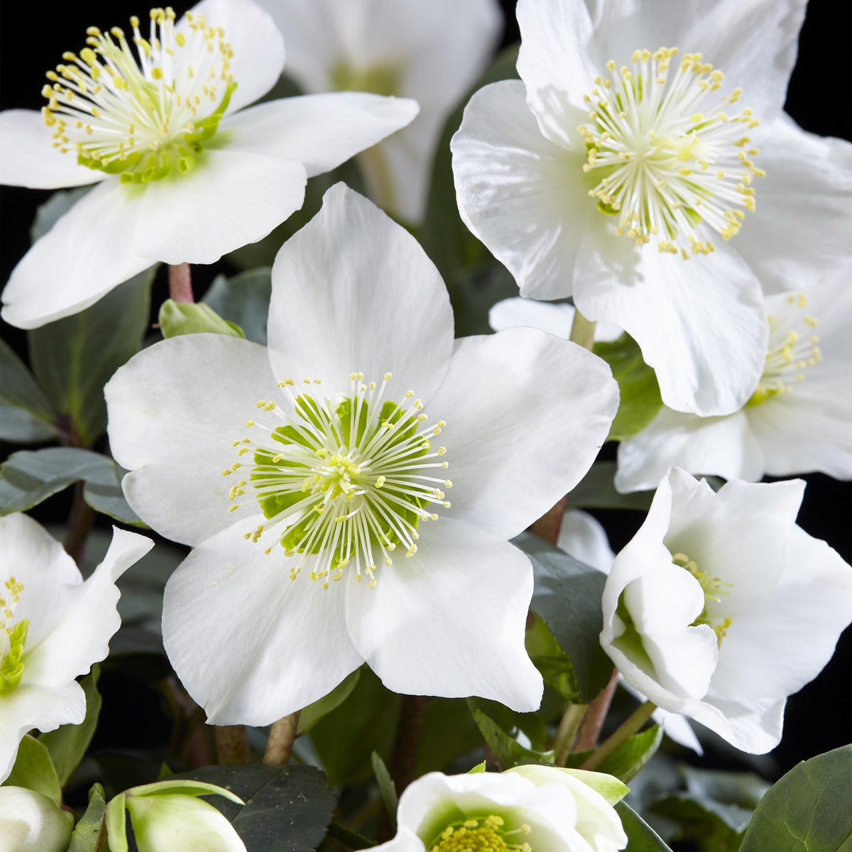 Helleborus 'Christmas Carol' (witte bloem) – 6 planten, Ø11 cm, 25 cm hoog – foto 4