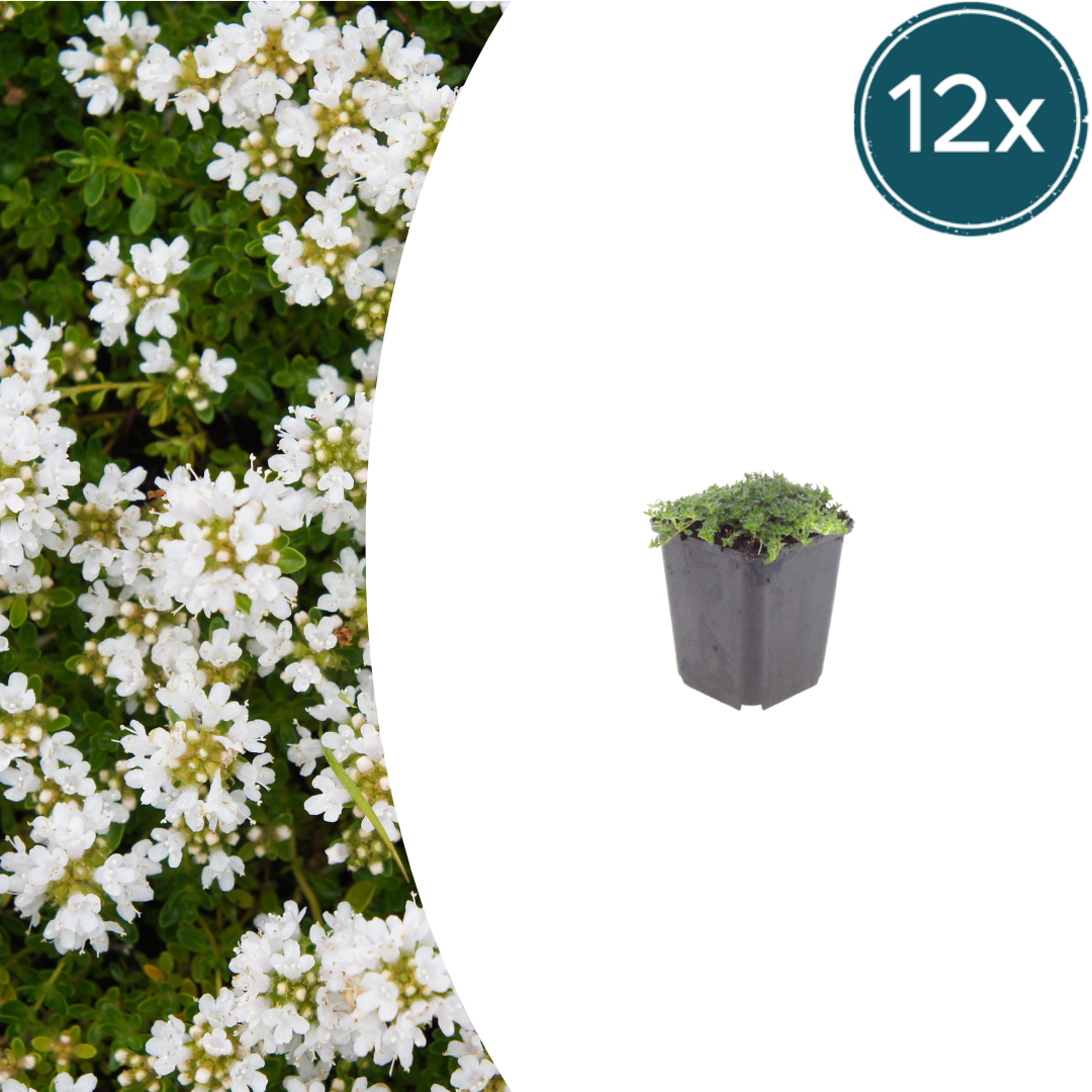 Thymus praecox 'Albiflorus' (Thymian) – 12 Pflanzen, Ø9 cm, 10–25 cm hoch – Bild 2