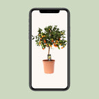 Citrus 'Calamondin' (mini citrus tree) – Ø22 cm, 80 cm high