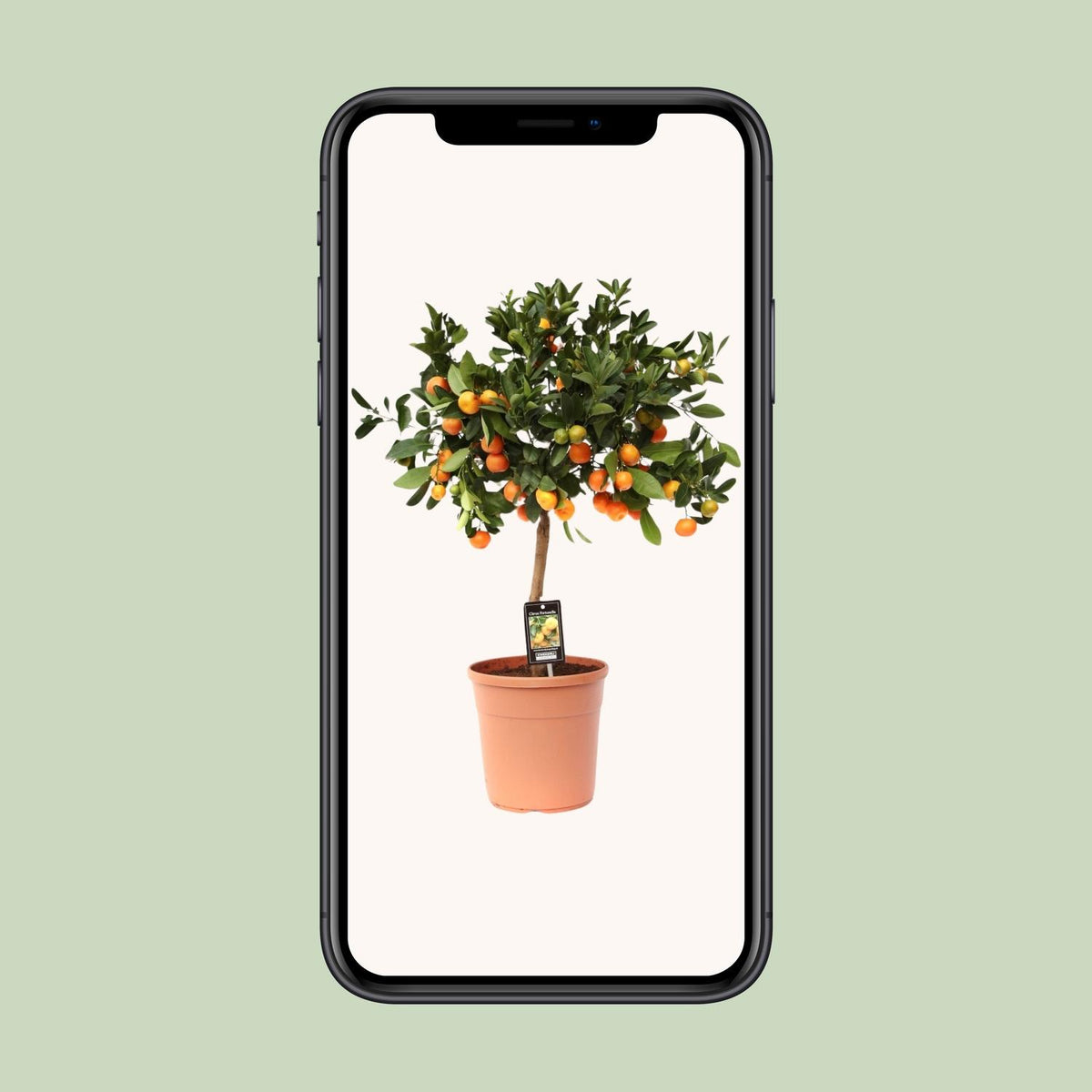 Citrus 'Calamondin' (citrusboompje) – Ø22 cm, 80 cm hoog