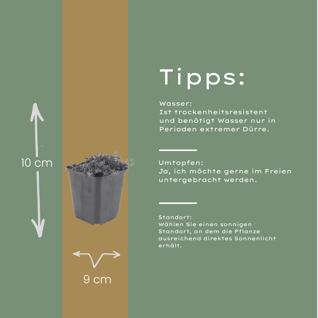 Thymus praecox 'Coccineus' (Zitronen-Thymian) – 6 Pflanzen, Ø9 cm, 10–25 cm hoch – Bild 5
