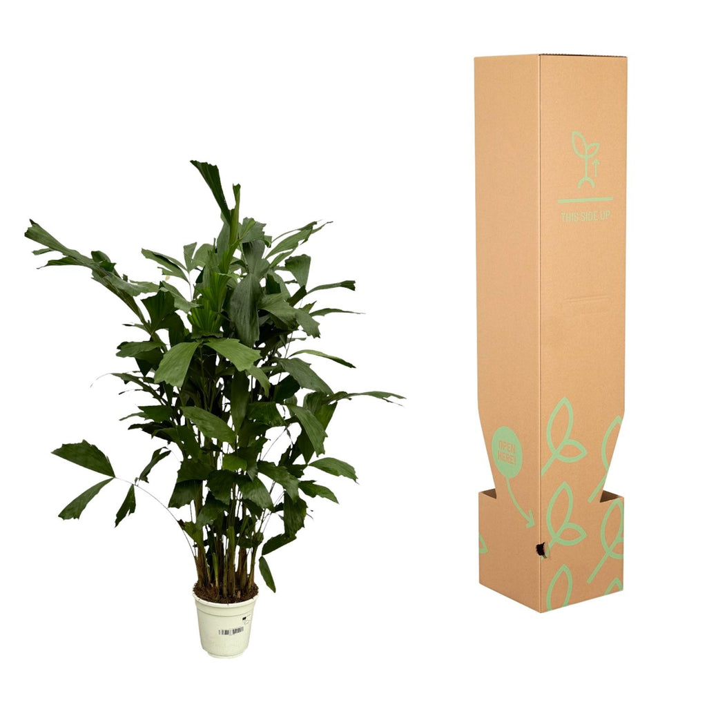 Caryota Mitis (vissenstaartpalm) – Ø21 cm, 120 cm hoog