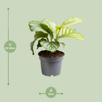 Calathea orbifolia – Ø12 cm, 25 cm hoog