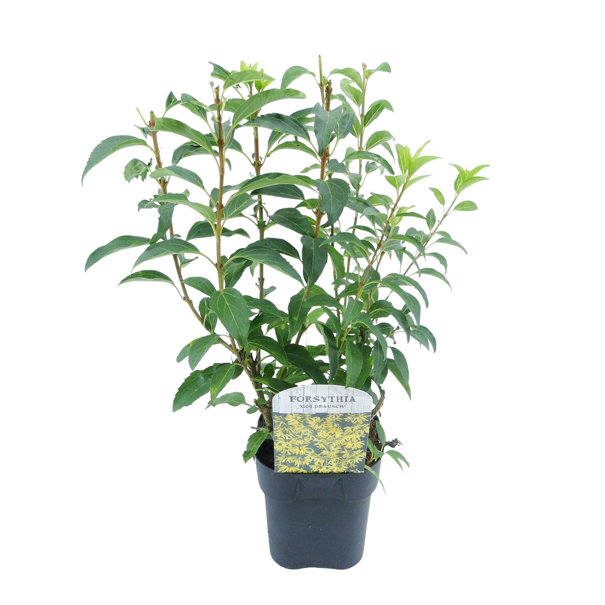 Heesters Forsythia intermedia Goldrauch – geel – Ø17 cm, 45 cm hoog – foto 2
