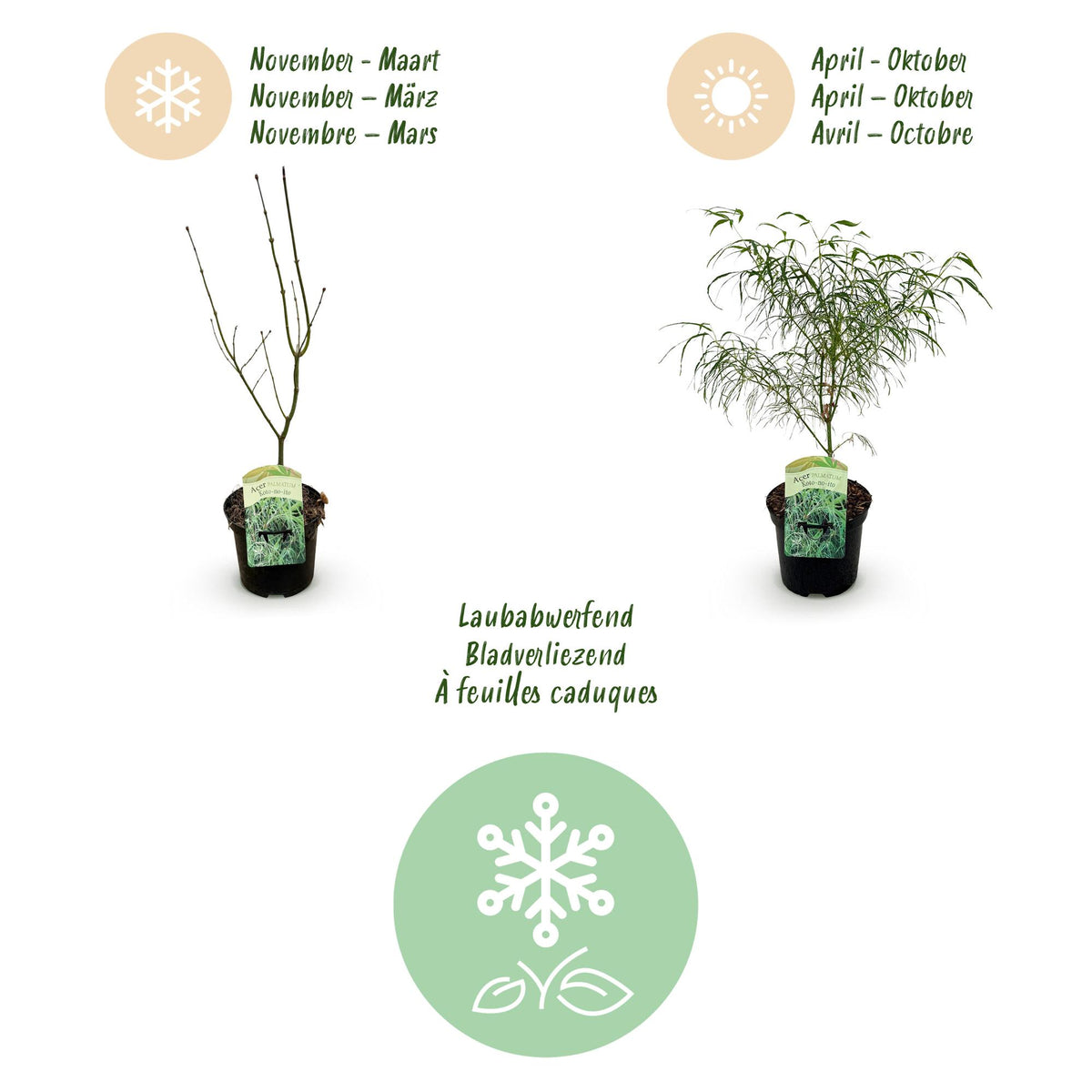 Acer palmatum 'Koto-no-ito' (Japanse esdoorn) – 2 planten, Ø19 cm, 70 cm hoog